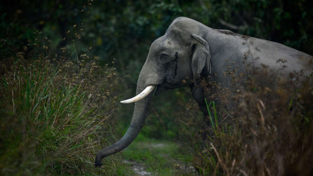 Bodoland: Thrills Amidst Nature