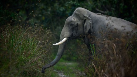 Bodoland: Thrills Amidst Nature Bodoland: Thrills Amidst Nature