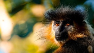 Manas National Park: A Pristine Wilderness in Bodoland