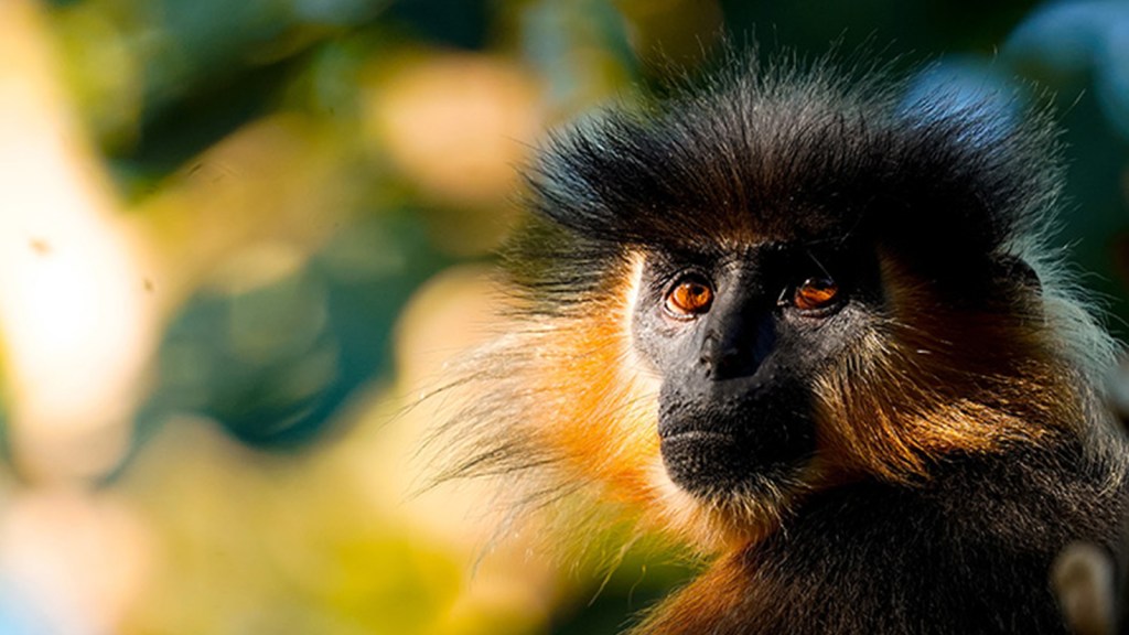 Manas National Park: A Pristine Wilderness in Bodoland