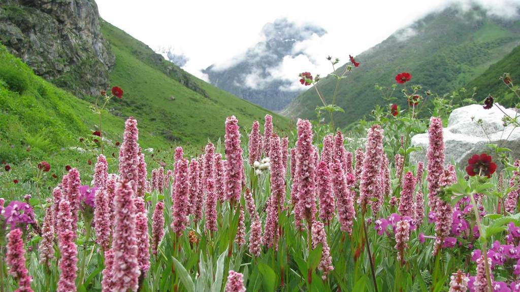 Treks of Uttarakhand