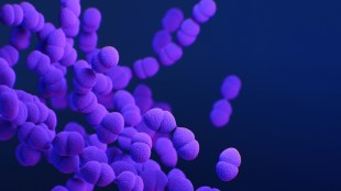 Walking Pneumonia, Walking Pneumonia symptoms, Walking Pneumonia treatment, Walking Pneumonia causes, World Pneumonia Day 2024, Pneumonia news, health news, wellness news,