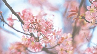 cherry blossoms