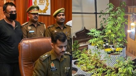 cannabis cultivation in Greater Noida apartment cannabis cultivation in Greater Noida apartment