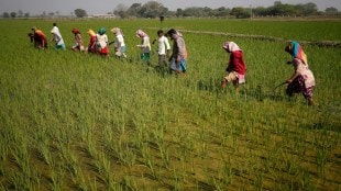 APMC, agriculture, economy, farmers, farms, crops,