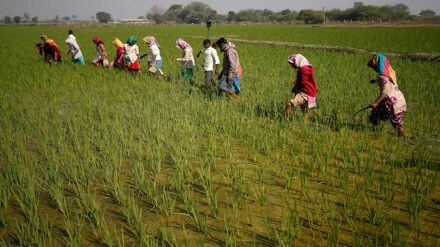 APMC, agriculture, economy, farmers, farms, crops,