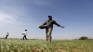DAP, NPK, Fertilisers, Red Sea, DAP import, NBS mechanism, fertiliser ministry