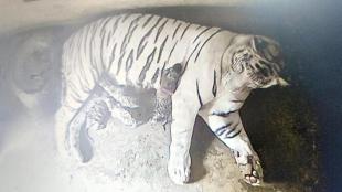 Nandankanan Zoo, white tigress Rupa, tiger cubs born, new tiger cubs, Nandankanan Zoological Park,