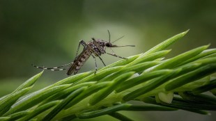 African children with severe malaria experiencing resistance to world’s most powerful malaria drug