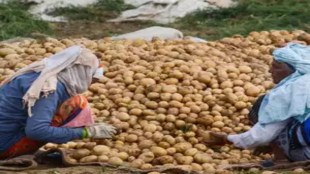 Potato prices soar in Jharkhand as supply from West Bengal faces restrictions. (Image Source: PTI)