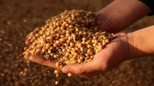 soyabean, commodity, msp, NCCF, kharif crop, farmers, refined edible oils, soyabean oil