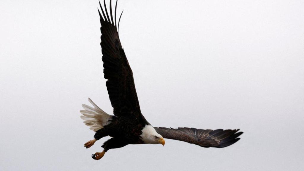 bald eagle, national bird of usa, president of usa, joe biden, world news