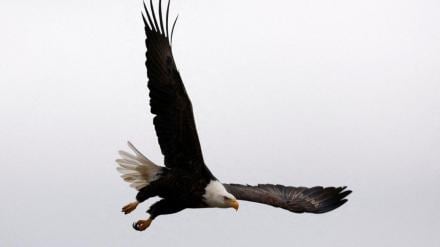 bald eagle, national bird of usa, president of usa, joe biden, world news
