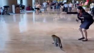 Monkey at Singapore Airport