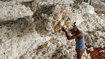 cotton, msp, economy, Gujcot Trade Association, MSP, trader, rupee