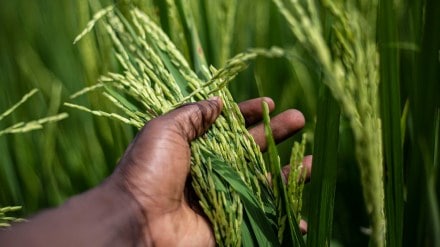 Govt may  reduce reserve sale price for rice for ethanol production