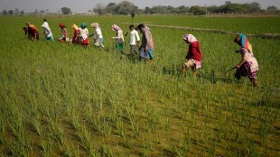 Union Cabinet, Narendra Modi, Pradhan Mantri Fasal Bima Yojana, Restructured Weather Based Crop Insurance Scheme, outlay, agriculture push, subsidy, funding, technological initiatives, State Governments