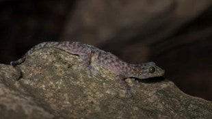 205-million-year-old lizard fossil shakes up evolutionary timeline, confirming oldest modern lizard