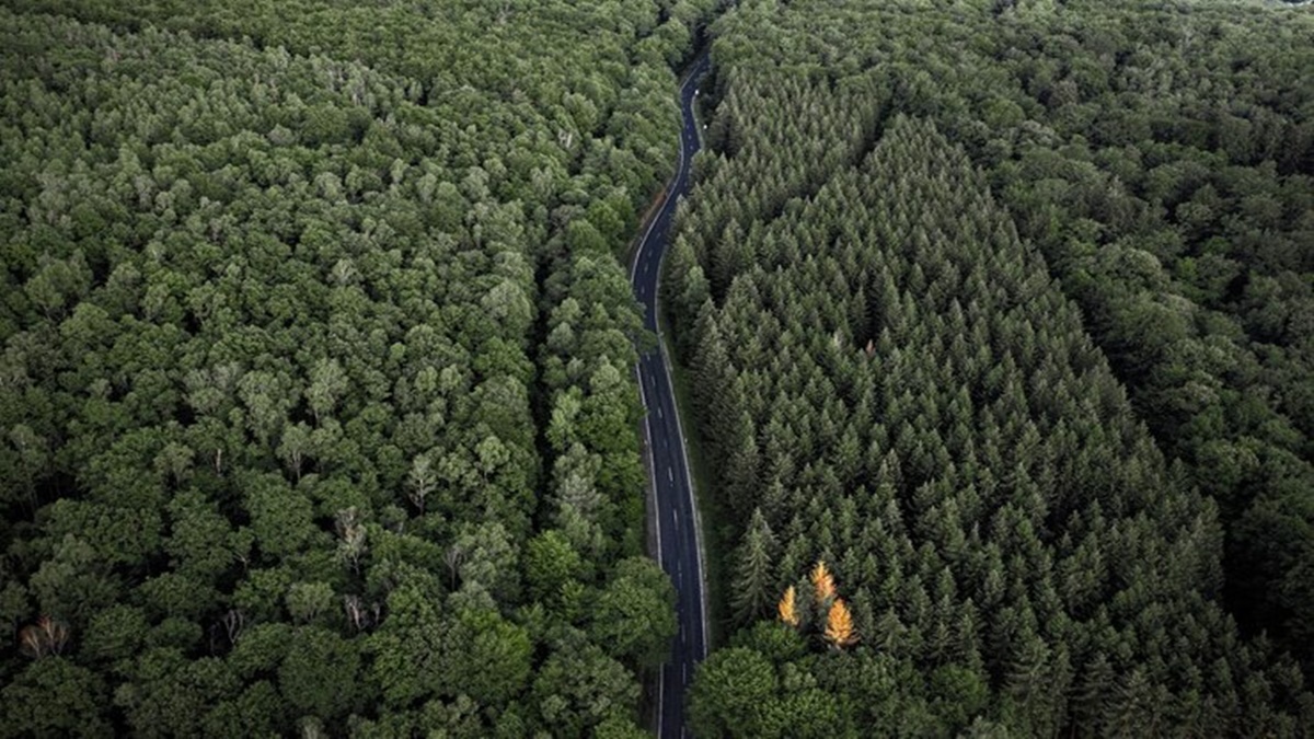 Western Ghats, India State of Forest Report, Global Forest Watch, India’s national forest policy Western Ghats, India State of Forest Report, Global Forest Watch, India’s national forest policy