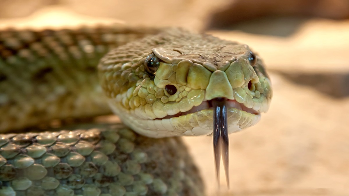 Snakebites, Snakebites in India, Snakebites treatment, Anti-venom treatments, Bharat Serums and Vaccines, Healthcare news, Pharma news, Snakebites, Snakebites in India, Snakebites treatment, Anti-venom treatments, Bharat Serums and Vaccines, Healthcare news, Pharma news,