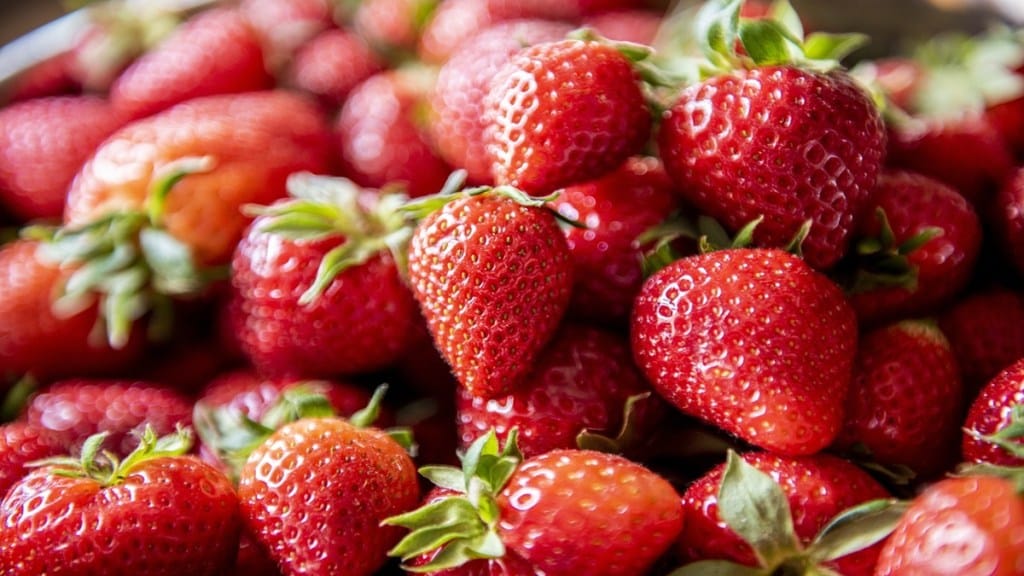 Negative side effects of strawberries, side effects of strawberries during pregnancy, side effects of eating strawberries every day, side effects of eating too many strawberries, side effects of too many strawberries, side effects of eating bad strawberries, side effects of eating strawberries at night, side effects of eating a lot of strawberries, side effects of eating strawberries, side effects of strawberry allergy, what are the side effects of strawberries, what are the side effects of eating strawberries, can strawberries make you sick, can strawberries cause cancer, can too many strawberries make you sick, side effects strawberries, do strawberries raise blood pressure, what are the side effects of strawberry cough, what happens if you eat too many strawberries, can you overdose on strawberries, can you eat too many strawberries in a day, side effects of eating unwashed strawberries, can we eat strawberry every day, is it good to eat strawberry every day, side effects of strawberry fruit, side effects of Lakme strawberry face wash, side effects of strawberry juice, side effects of strawberry jam, are strawberries bad for your liver, side effects of too much strawberries, side effects of beauty milk strawberry, side effects of beauty milk strawberry review, side effects of eating too many strawberries, do strawberries make you sleepy, negative effects of strawberries, health news, wellness news,