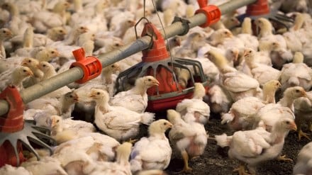 Bird flu in the United States, bird flu cases in the United States 2024, H5N1 bird flu in the United States, human bird flu cases in the United States, how many cases of bird flu in the United States, bird flu map of the United States, bird flu outbreak in the United States, bird flu vaccine availability in the United States, is there a bird flu epidemic in the United States, is there bird flu in the United States, avian bird flu cases in the United States, is there a bird flu in America, which states have been affected by bird flu, bird flu in the United Kingdom, what is bird flu, bird flu deaths in the United States, bird flu cases in the United States, how many bird flu cases have been reported, U.S. bird flu situation, bird flu in U.S. chickens, is bird flu still a problem, how severe is bird flu, which states are affected by bird flu, U.S. bird flu deaths, DC bird flu, DNR bird flu, eBird tracking in the United States, United States bird flu situation, U.S. bird flu causing egg shortages, flu bird virus, global bird flu impact, bird flu in humans in the United States, how many bird flu cases are in the United States, how many people in the United States have bird flu, is H1N1 the bird flu, bird flu outbreaks in Kansas, bird flu in KS, Kentucky bird flu, is bird flu in the United States, does bird flu affect humans, bird flu U.S. map, where is bird flu most common, Minnesota bird flu map, cases of bird flu in the United States, bird flu in which states, bird flu outbreak in the Philippines, what is bird flu, bird flu origins, bird flu in U.S. states, Pennsylvania bird flu map, penguin bird flu, quail bird flu, U.S. bird flu map, is there a bird flu outbreak in the U.S. right now, Reuters bird flu updates, is bird flu still active, is bird flu under control, is bird flu spreading in the U.S., is bird flu present in the U.S., bird flu cases in the United States in 2024, avian flu outbreaks in the U.K. in 2022, health news,
