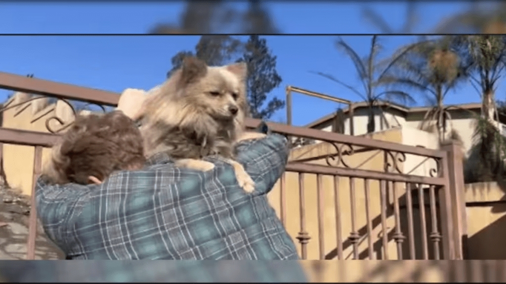 California man reunites with dog Oreo California man reunites with dog Oreo
