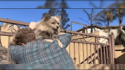 California man reunites with dog Oreo