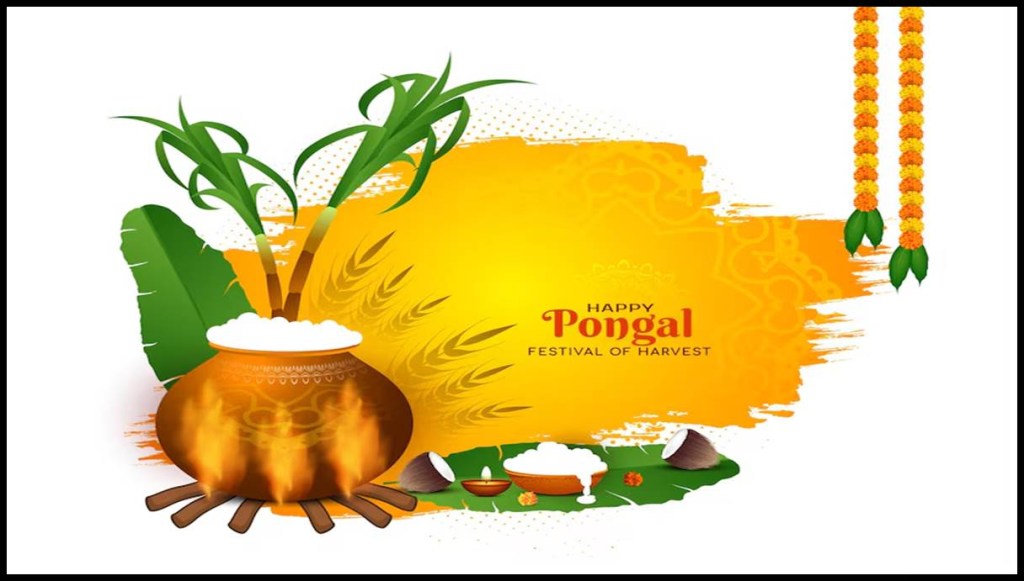 Cultural Rituals Explaining Why Pongal is a Harvest Festival