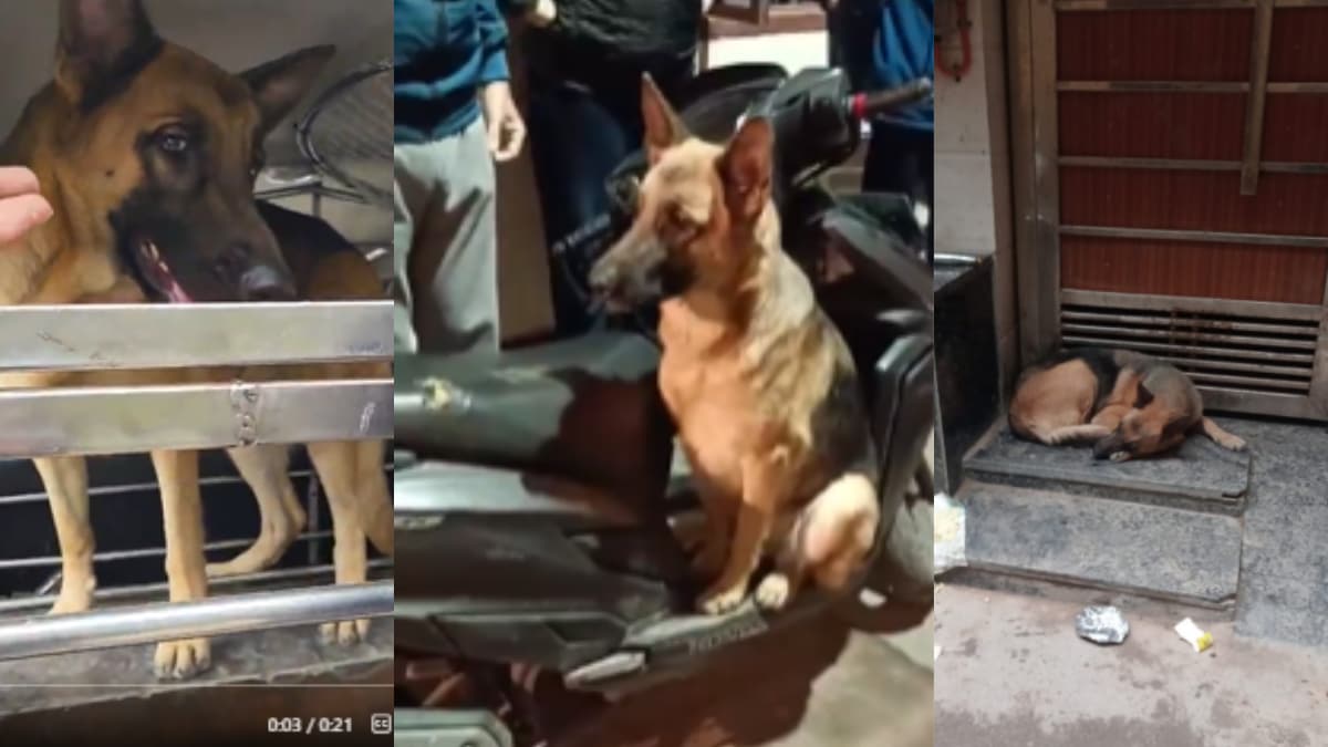 The post quickly went viral and people soon took to X and Instagram in coordinated efforts to rescue the dog.