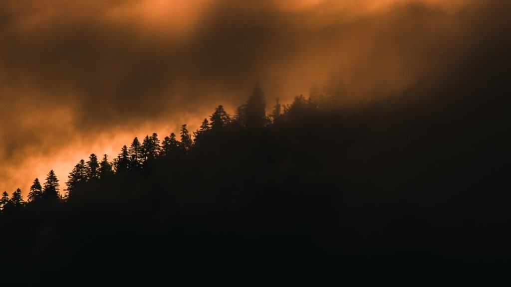 The fire broke out in Dhari Dabsi forest in Mendhar and Sona Gali in Mankote sectors /Representational Photo (Image Source: Freepik)