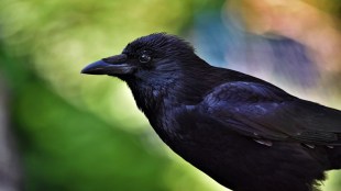 Bird flu in Maharashtra: 51 crows die after infection in Latur; officials take preventive steps