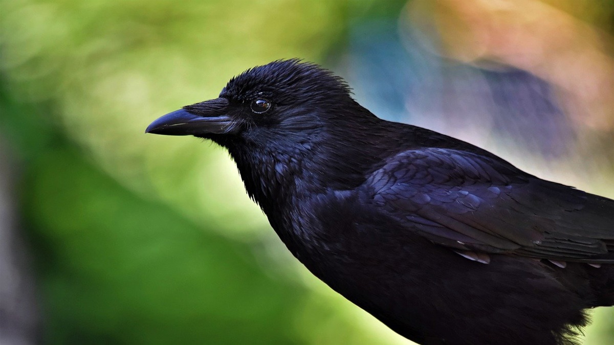 Bird flu in Maharashtra: 51 crows die after infection in Latur; officials take preventive steps Bird flu in Maharashtra: 51 crows die after infection in Latur; officials take preventive steps