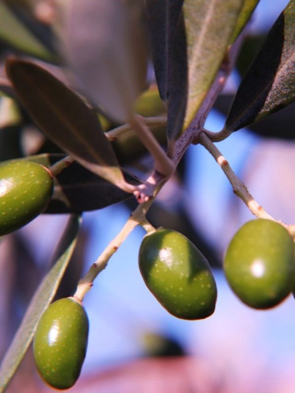 olive-5424291_1280