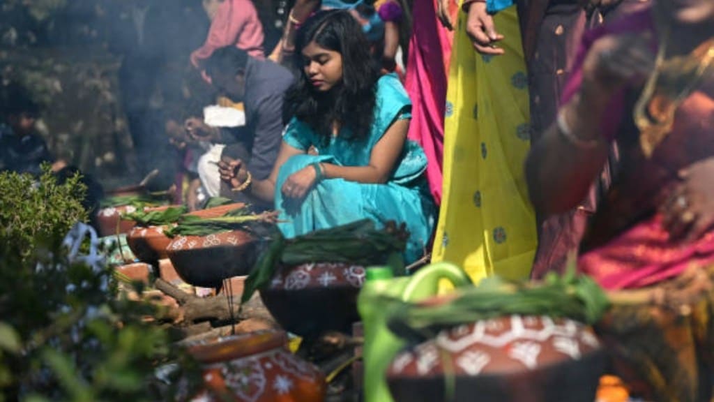 Pongal 2025: Date, history and significance of a harvest festival - All you need to know