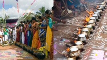 Pongal Festival 2025: How the harvest festival is celebrated in Tamil Nadu and across India