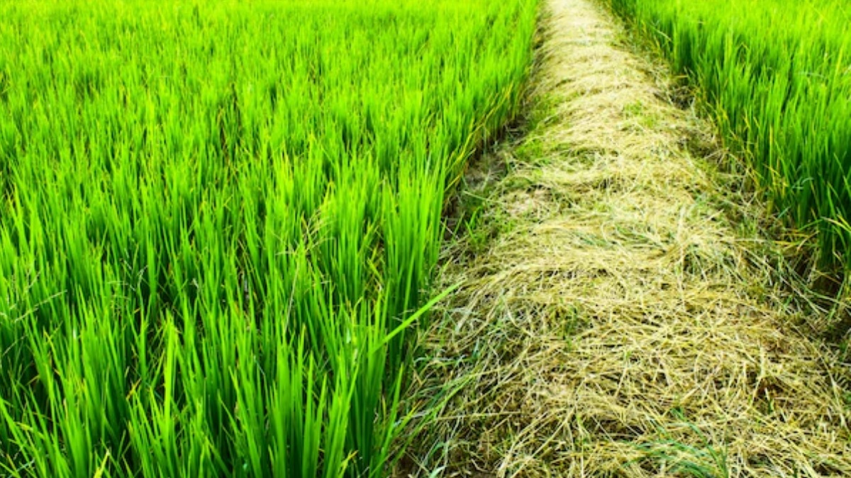 Inter-cropping of floriculture with rice to boost farmers' income 