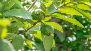 benefits of guava leaves sexually, benefits of guava leaves mixed with ginger, benefits of guava leaves for weight loss, benefits of guava leaves for hair, benefits of guava leaves tea for women, benefits of guava leaves sexually in men, benefits of guava leaves mixed with ginger tea, benefits of guava leaves tea for men, benefits of guava leaves and cinnamon, benefits of guava leaves and cloves sexually, benefits of guava leaves and lemongrass, benefits of guava leaves and moringa leaves, benefits of guava leaves and lemon, benefits of guava leaves and mango leaves, benefits of guava leaves and ginger, benefits of guava leaves and ginger tea, benefits of guava leaves and guyabano leaves tea, benefits of guava leaves and pawpaw leaves, amazing benefits of guava leaves, amazing health benefits of guava leaves, all benefits of guava leaves, what are the benefits of guava leaves, what are the benefits of guava leaves for hair, what are the benefits of guava leaves and guyabano leaves, what are the benefits of guava leaves and mango leaves, what are the benefits of guava leaves in women's body, what are the benefits of guava leaves and cloves, what are the benefits of guava leaves and pawpaw leaves, benefits of guava leaves boiled, benefits of guava leaves benefits, benefits of guava leaves for babies, benefits of guava leaves in our body, benefits of boiled guava leaves for skin, benefits of boiled guava leaves on hair, benefits of blended guava leaves, benefits of boiling guava leaves and cloves, is it good to drink boiled guava leaves, advantages of boiled guava leaves, benefits of guava leaves in women, benefits of guava leaves tea for weight loss, benefits of guava leaves and cloves, benefits of guava leaves to chickens, benefits of guava leaves for cough, benefits of guava leaves and cloves for skin, benefits of guava leaves and cloves for hair, benefits of guava leaves and cloves during, benefits of guava leaves in children, benefits of guava leaves and cinnamon sexually, benefits of chewing guava leaves, health benefits of guava leaves and cloves, benefits of guava leaves and cloves tea, benefits of guava leaves mixed with cloves, benefits of chewing guava leaves for teeth, benefits of guava leaves drink, benefits of guava leaves during pregnancy, benefits of guava leaves decoction, benefits of guava leaves for diabetes, benefits of eating guava leaves daily, benefits of guava leaves for dogs, health benefits of guava leaves during pregnancy, benefits of guava and guyabano leaves during, benefits of drinking guava leaves for women, drinking benefits of guava leaves, what are the benefits of drinking boiled guava leaves, health news, wellness news,