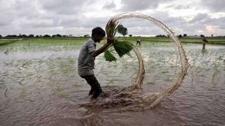 MSP, Paddy, economy, grain surplus, FCI, rice stocks, Kharif season