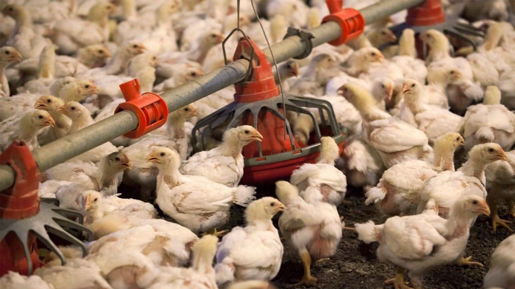 Bird flu symptoms, bird flu 2025, bird flu 2024 (+402%), bird flu symptoms in humans, bird flu in humans, bird flu eggs, bird flu California, bird flu news, bird flu Chicago, bird flu outbreak, bird flu and eggs, bird flu and egg prices, bird flu Arizona, bird flu airborne, bird flu affecting eggs, bird flu and chicken, bird flu Alabama, bird flu and humans, bird flu affecting chickens, bird flu and egg shortage, a bird flu pandemic, avian bird flu, Australia bird flu, avian bird flu symptoms, Asian bird flu, avian bird flu 2024, are eggs safe to eat bird flu, Australia bird flu warning, Antarctica bird flu, avian bird flu in cats, bird flu bird feeders, bird flu backyard chickens, bird flu Boston, bird flu birds, bird flu British Columbia, bird flu breakout, bird flu by state, bird flu BC, bird flu Butte County, bird flu breakout 2024, big cats die bird flu, BC bird flu, Bengal bird flu, beef bird flu, bird feeders and bird flu 2024, backyard chickens and bird flu, BBC bird flu, Bhubaneswar bird flu, bird with bird flu, Bangalore bird flu, bird flu chickens, bird flu cats, bird flu cases, bird flu cases in the US, bird flu CDC, bird flu chicken deaths, bird flu Canada, bird flu Colorado, Canada bird flu case, cats bird flu, cat food recall bird flu, California bird flu, CDC director bird flu, California bird flu outbreak, can bird flu kill humans, can humans get bird flu, CDC bird flu, can dogs get bird flu, bird flu dogs, bird flu death rate, bird flu deaths, bird flu deaths 2024, bird flu ducks, bird flu Delaware, bird flu death 2025, bird flu danger, bird flu Dallas, bird flu Darke County Ohio, dairy cows bird flu, does bird flu affect humans, does bird flu affect eggs, does pasteurization kill bird flu, DEFRA bird flu update 2024, does cooking kill bird flu, DEFRA bird flu map UK, does bird flu kill birds, dogs bird flu, do people get bird flu, bird flu egg shortage, bird flu egg prices (+86,329%), bird flu Europe, bird flu pandemic, bird flu egg prices rise, bird flu egg recall, bird flu eggs 2025, bird flu eggs California, bird flu egg safety, eggs bird flu, egg prices bird flu, health news, bird flu news,