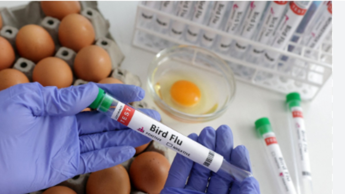 India to soon have its own bird flu vaccine! ICMR initiates development process