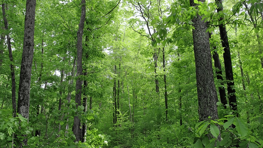 forest cover, sustainability, India State of Forest Report 2023, forest quality, Agroforestry, afforestation, climate action, green cover, Infrastructure projects, Community participation