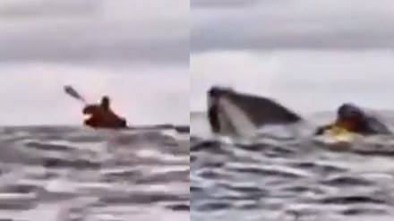 Whale swallows and spits him out: Now the man shares how it feels inside
