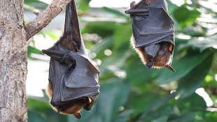 Bat virus COVID, COVID bat virus, COVID-19 bat, virus bat, COVID bats Russia, what virus COVID-19, what virus causes COVID-19, what virus caused COVID, what type of virus is COVID, what virus causes COVID-19 disease, what type of virus is COVID-19, what kind of virus is COVID, what virus did COVID come from, 2 COVID variants at the same time, COVID BA.5 variant contagious, COVID BA.5 contagious, COVID BA.5 deadly, 6 COVID variants, 6 COVID, 7 COVID variants, health news, wellness news,