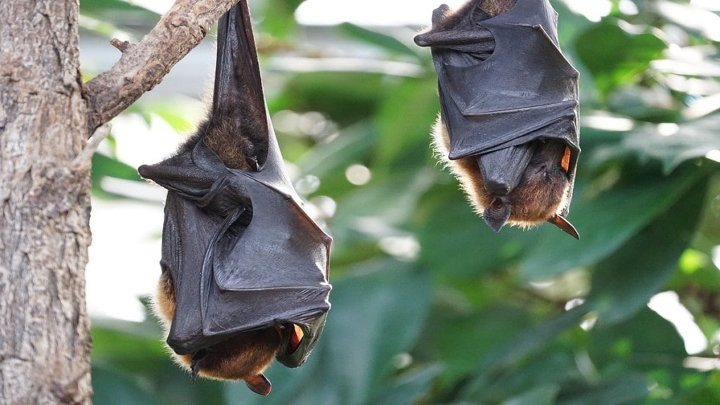 Bat virus COVID, COVID bat virus, COVID-19 bat, virus bat, COVID bats Russia, what virus COVID-19, what virus causes COVID-19, what virus caused COVID, what type of virus is COVID, what virus causes COVID-19 disease, what type of virus is COVID-19, what kind of virus is COVID, what virus did COVID come from, 2 COVID variants at the same time, COVID BA.5 variant contagious, COVID BA.5 contagious, COVID BA.5 deadly, 6 COVID variants, 6 COVID, 7 COVID variants, health news, wellness news,