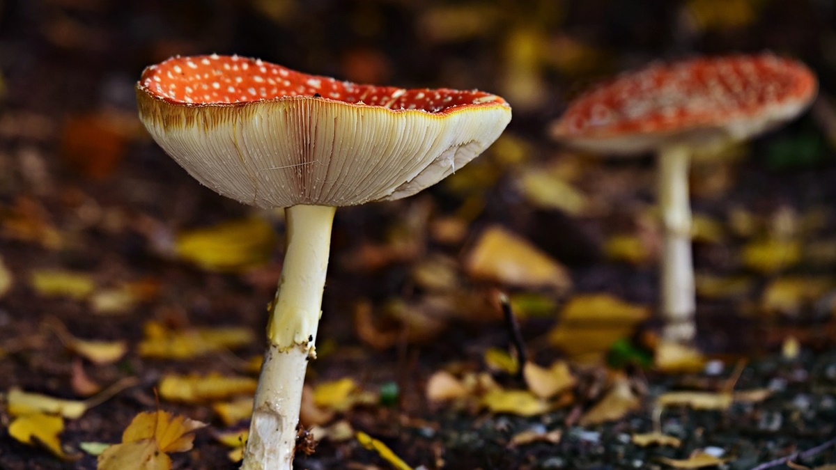 Mushroom flu, mushroom flush, mushroom fluff, tiger milk mushroom flu, mushroom fluffy hair, mushroom flush meaning, mushroom flute, mushroom fluffy, mushroom fluffy haircut, mushroom fluffy crocs, mushroom fluffy socks, chaga mushroom flu, is mushroom soup good for flu, mushroom soup for flu, is mushroom good for flu, best mushroom for flu, mushroom soup for stomach flu, is mushroom soup good for stomach flu, mushroom for cold and flu, mushrooms and flu, mushroom poisoning symptoms UK, mushroom allergy name, mushroom used for mushroom soup, flu amanita mushroom, mushroom fly agaric, reishi mushroom cold and flu, best mushroom for cold and flu, is mushroom good for cold and flu, what is a mushroom flush, how to make a fluffy mushroom omelette, how to flute a mushroom, what is a flush in mushroom growing, how to flush a mushroom cake, how to make a fluffy mushroom omelette BBC Good, from my bowl mushroom stroganoff, bites of wellness mushroom soup, B-mushroom, blue mushroom Florida, B+ mushroom fruiting temperature, what is mushroom infection, mushroom fluting, mushrooms for flu, mushrooms for colds, is cream of mushroom soup good for flu, stuffed white mushroom caps, C mushroom, CF mushroom, mushroom flushing, mushroom during flu, mushroom for mushroom sauce, mushroom poisoning symptoms, mushroom flush definition, fly agaric mushroom effects, is the fly agaric mushroom poisonous, dried fly agaric mushroom effects, dried mushroom flavors, FL mushrooms, E mushrooms, flute mushroom, elf mushroom, mushroom for flu, mushroom good for flu, tiger milk mushroom for flu, mushroom soup good for flu, turkey tail mushroom for flu, mushroom soup when sick, mushroom soup during fever, mushroom farm Fort Lupton, is mushroom good for stomach flu, can mushroom cause fever, G mushrooms, H mushrooms, flushes mushroom, fluting mushroom, what is a symptom of mushroom poisoning, how long does mushroom poisoning last, J M fresh mushrooms, J M mushroom farm, J-M farms mushroom compost, JM mushroom farm Miami OK, mushroom K, mushroom K cups, K-fresh mushroom, mushroom coffee for Keurig, kill mushrooms in flower bed, fluro mushrooms, lobster mushroom flavor, flushing mushroom, mushroom L, mushroom flush mount light, mushroom.nymph, NM mushrooms, Hungarian mushroom soup Allrecipes, mushroom poisoning ICD 10, oyster mushroom flavor, O mushroom, oyster mushroom flour, oyster mushroom flavor profile, P mushroom, P mushroom Mario, health news, wellness news, Mushroom flu, mushroom flush, mushroom fluff, tiger milk mushroom flu, mushroom fluffy hair, mushroom flush meaning, mushroom flute, mushroom fluffy, mushroom fluffy haircut, mushroom fluffy crocs, mushroom fluffy socks, chaga mushroom flu, is mushroom soup good for flu, mushroom soup for flu, is mushroom good for flu, best mushroom for flu, mushroom soup for stomach flu, is mushroom soup good for stomach flu, mushroom for cold and flu, mushrooms and flu, mushroom poisoning symptoms UK, mushroom allergy name, mushroom used for mushroom soup, flu amanita mushroom, mushroom fly agaric, reishi mushroom cold and flu, best mushroom for cold and flu, is mushroom good for cold and flu, what is a mushroom flush, how to make a fluffy mushroom omelette, how to flute a mushroom, what is a flush in mushroom growing, how to flush a mushroom cake, how to make a fluffy mushroom omelette BBC Good, from my bowl mushroom stroganoff, bites of wellness mushroom soup, B-mushroom, blue mushroom Florida, B+ mushroom fruiting temperature, what is mushroom infection, mushroom fluting, mushrooms for flu, mushrooms for colds, is cream of mushroom soup good for flu, stuffed white mushroom caps, C mushroom, CF mushroom, mushroom flushing, mushroom during flu, mushroom for mushroom sauce, mushroom poisoning symptoms, mushroom flush definition, fly agaric mushroom effects, is the fly agaric mushroom poisonous, dried fly agaric mushroom effects, dried mushroom flavors, FL mushrooms, E mushrooms, flute mushroom, elf mushroom, mushroom for flu, mushroom good for flu, tiger milk mushroom for flu, mushroom soup good for flu, turkey tail mushroom for flu, mushroom soup when sick, mushroom soup during fever, mushroom farm Fort Lupton, is mushroom good for stomach flu, can mushroom cause fever, G mushrooms, H mushrooms, flushes mushroom, fluting mushroom, what is a symptom of mushroom poisoning, how long does mushroom poisoning last, J M fresh mushrooms, J M mushroom farm, J-M farms mushroom compost, JM mushroom farm Miami OK, mushroom K, mushroom K cups, K-fresh mushroom, mushroom coffee for Keurig, kill mushrooms in flower bed, fluro mushrooms, lobster mushroom flavor, flushing mushroom, mushroom L, mushroom flush mount light, mushroom.nymph, NM mushrooms, Hungarian mushroom soup Allrecipes, mushroom poisoning ICD 10, oyster mushroom flavor, O mushroom, oyster mushroom flour, oyster mushroom flavor profile, P mushroom, P mushroom Mario, health news, wellness news,