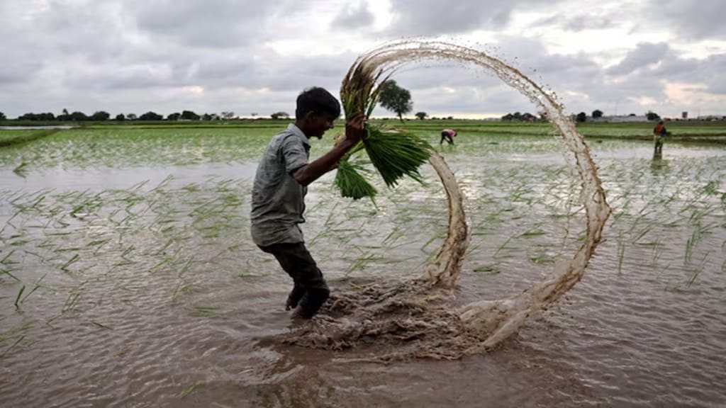 MSP, paddy, Economy, Rice, Kharif, agriculture, Pradhan Mantri Garib Kalyan Anna Yojana, FCI