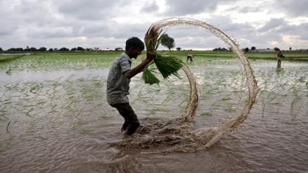 MSP, paddy, Economy, Rice, Kharif, agriculture, Pradhan Mantri Garib Kalyan Anna Yojana, FCI