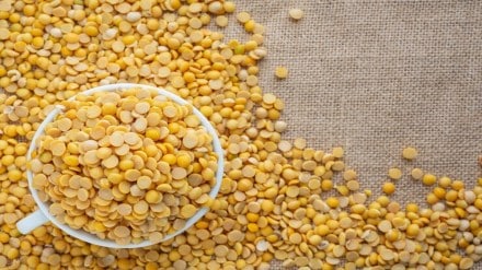 MSP, yellow peas, duty-free import, chana, economy, pulses, peas,