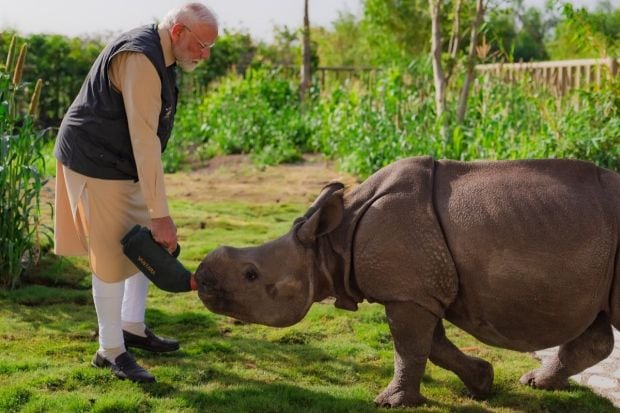 PM Modi also saw a Hippopotamus under water, a crocodile and took a walk with a rhino calf. The one-horned rhino calf was orphaned as her mother passed at the facility. (Image: PTI)